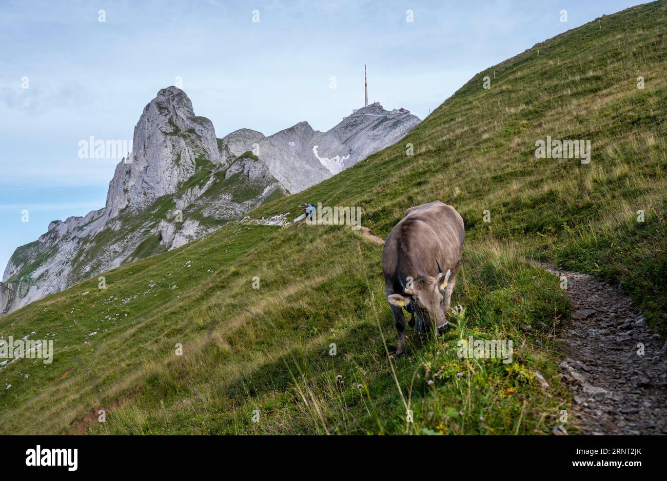 Sentier de randonnée avec vache, Saentis, Appenzell Ausserrhoden, Alpes Appenzell, Suisse Banque D'Images