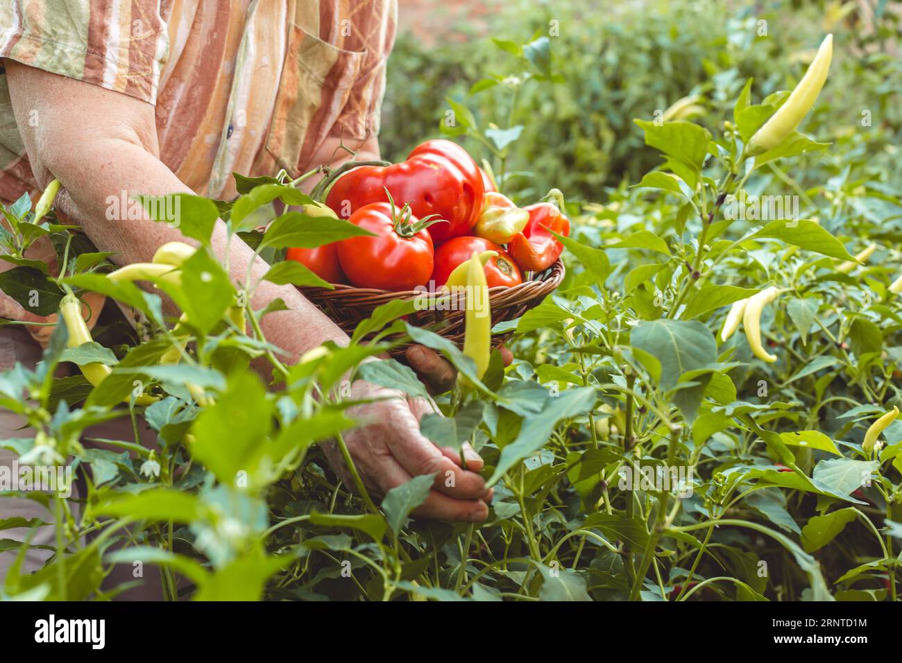 Une femme âgée prélève des légumes dans son jardin. Jardinage biologique Banque D'Images