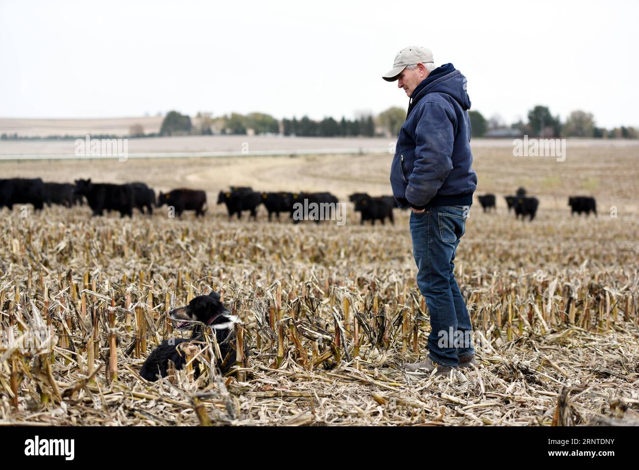 171107 -- OMAHA, 7 novembre 2017 -- une photo prise le 31 octobre 2017 montre le propriétaire de la ferme Bill qui garde son bétail dans un champ de maïs à Omaha, aux États-Unis. Bien qu’elle soit la maison de l’investisseur milliardaire américain Warren Buffett, Omaha était peu connue des Chinois il y a quelques mois. Mais maintenant, cette ville dans l'état du Nebraska Midwest est sur le point de devenir un nom familier en Chine depuis que sa société Greater Omaha Packing a envoyé environ 40 boîtes de ses produits en Chine le 14 juin, peu de temps après que les États-Unis et la Chine ont conclu un accord pour rouvrir les marchés chinois pour le bœuf américain dans le cadre de leur plan d’action de 100 jours Banque D'Images