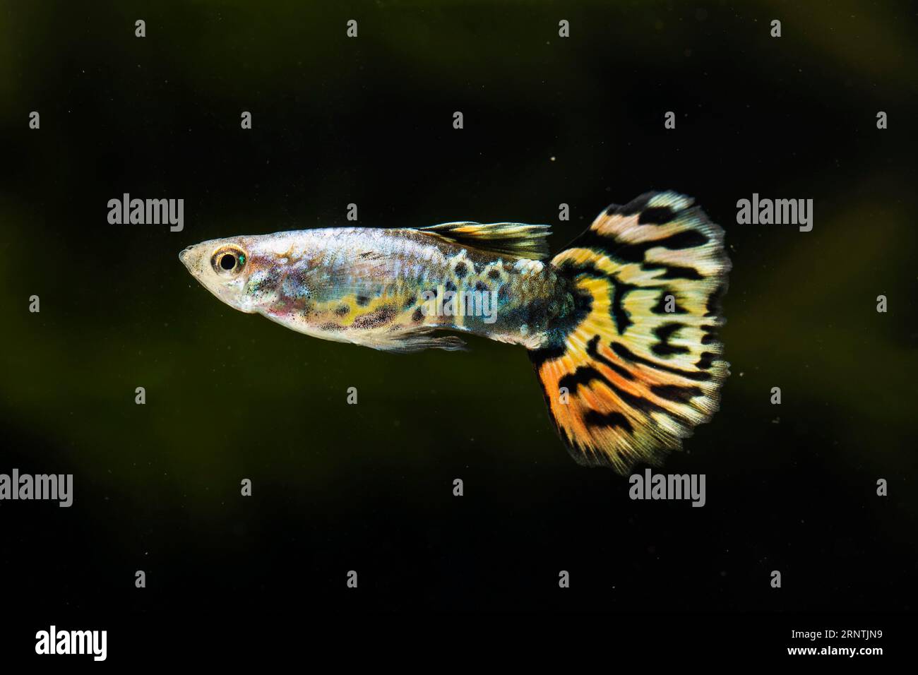 Demi-lune de poissons de betta nageant latéralement Banque D'Images