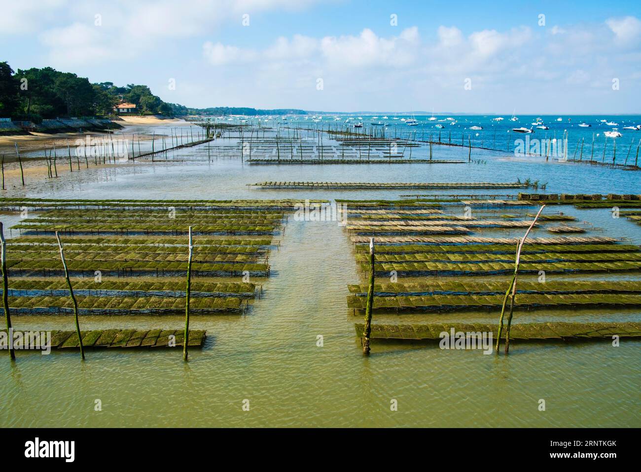 Bancs d'huîtres à marée basse dans le bassin d'Arcachon, Cap Ferret, France Banque D'Images