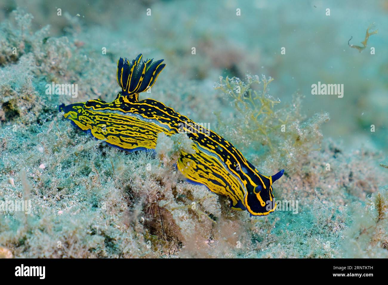 Star escargot (Felimare Picta), site de plongée de la réserve marine El Cabron, Arinaga, Gran Canaria, Espagne, Océan Atlantique Banque D'Images