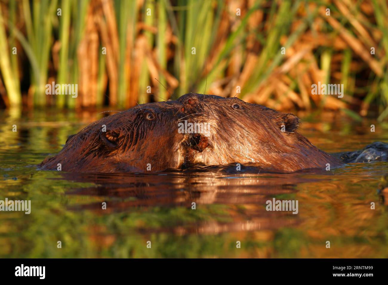 Castor (Castor fiber), deux animaux se saluent dans l'eau, parc naturel Peene Valley River Landscape Park, Mecklenburg-Poméranie occidentale Banque D'Images
