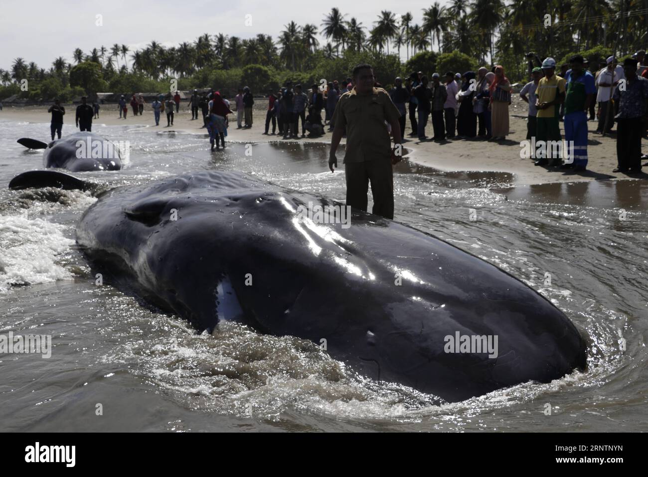 (171114) -- ACEH, 14 novembre 2017 -- une photo prise le 14 novembre 2017 montre des cachalots morts sur une plage à Aceh Besar, en Indonésie. Quatre des 10 cachalots échoués dans la côte de la province indonésienne d Aceh sont morts à la suite de processus de sauvetage visant à les ramener à la mer par les habitants, les autorités et les militants de la faune sauvage ont indiqué. (zcc) INDONÉSIE-ACEH-CACHALOT MORT Junaidi PUBLICATIONxNOTxINxCHN Banque D'Images