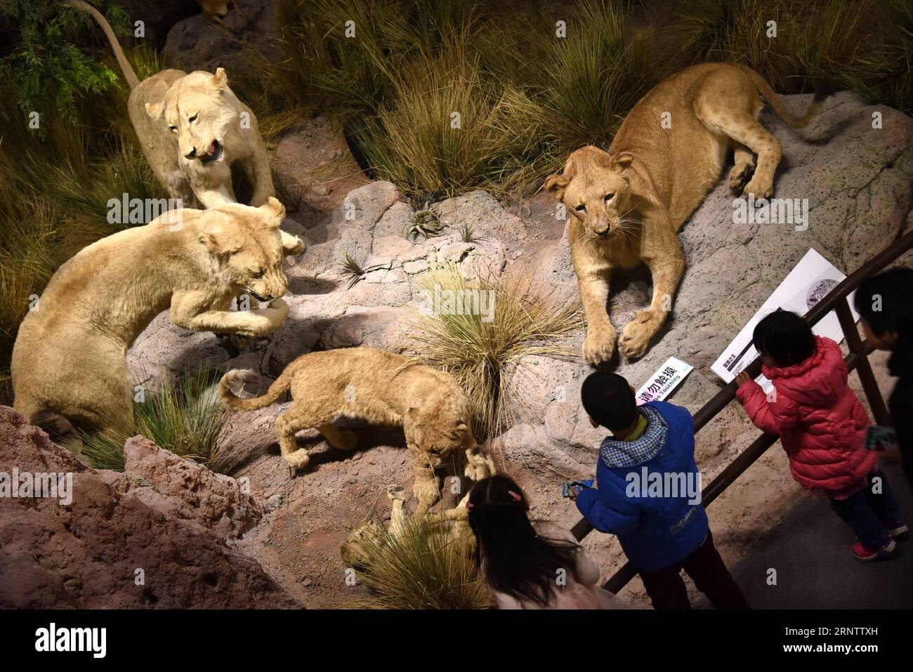 (171119) -- QINGDAO, 19 novembre 2017 -- des enfants visitent la zone d'exposition africaine au Musée d'histoire naturelle de Behring à Qingdao, dans la province du Shandong de l'est de la Chine, le 19 novembre 2017. Le musée applique à son exposition les technologies de l’image numérique holographique, de la réalité virtuelle et de l’interaction homme-machine. ) (Mcg) CHINA-QINGDAO-BEHRING NATURAL HISTORY MUSEUM (CN) LixZiheng PUBLICATIONxNOTxINxCHN Banque D'Images