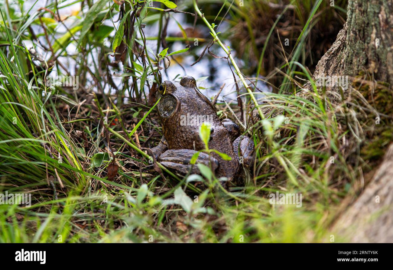 Une grenouille taureau dans l'herbe à côté d'un lac dans un parc sur long Island gros plan. Banque D'Images