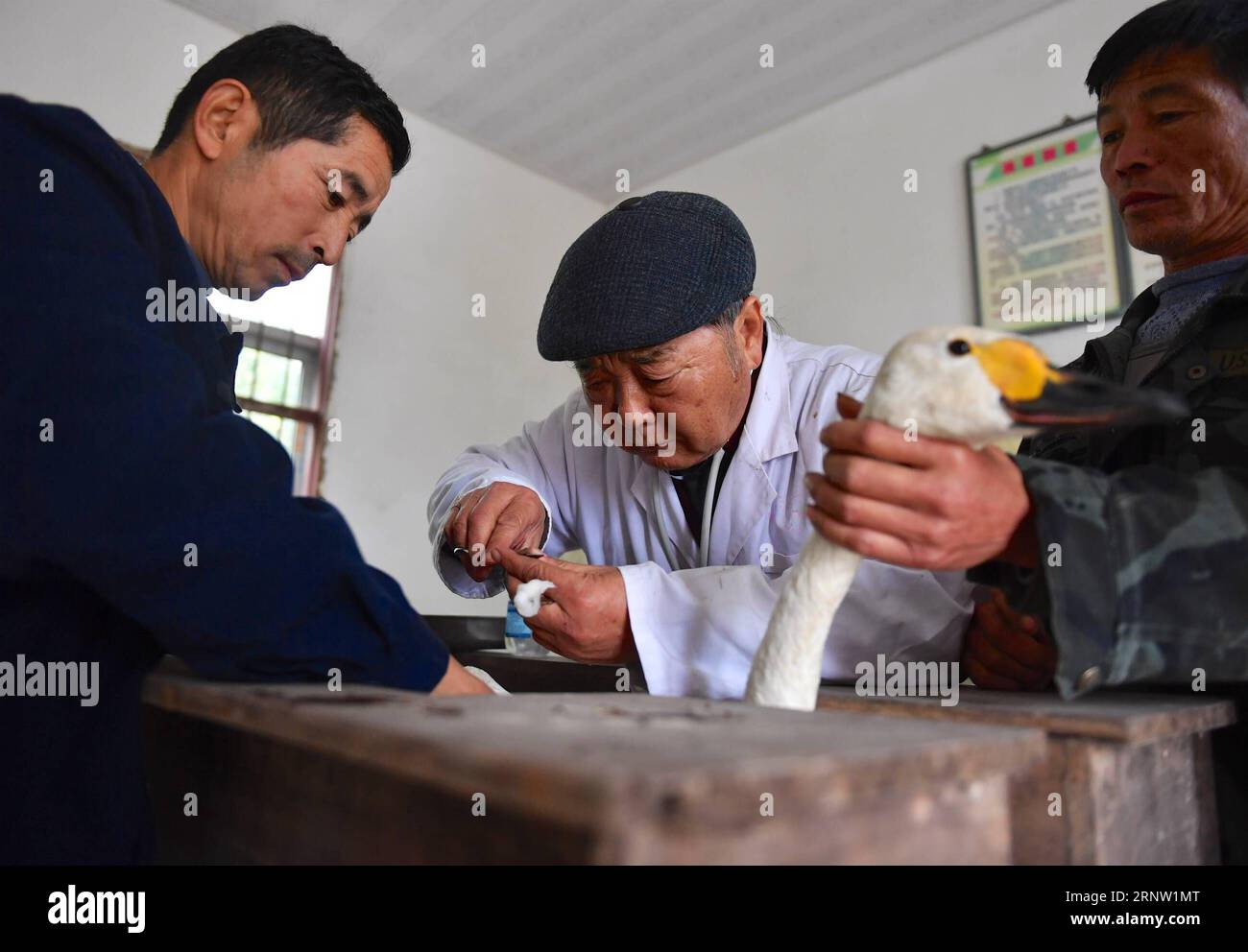 (171129) -- DUCHANG, le 29 novembre 2017 -- Li Chunru (C) soigne un cygne avec l'aide de bénévoles à son hôpital d'oiseaux dans la réserve naturelle du lac Poyang, province de Jiangxi, dans l'est de la Chine, le 28 novembre 2017. Poyang est une destination saisonnière pour plus d'un million d'oiseaux chaque année. Le docteur Li Chunru a été volontairement pris en charge des oiseaux migrateurs dans la réserve naturelle du lac Poyang depuis plus de 30 ans, mettant plus de 50 000 oiseaux sauvages blessés hors de danger. (wf) CHINA-JIANGXI-BIRDS PROTECTION-VOLUNTEER (CN) HuxChenhuan PUBLICATIONxNOTxINxCHN Banque D'Images