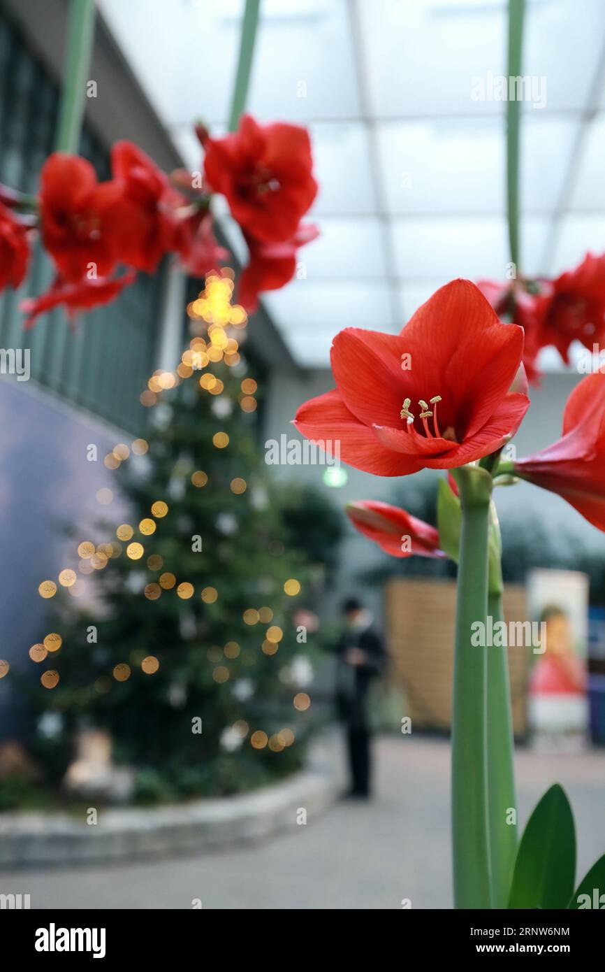 (171206) -- FRANCFORT, le 6 décembre 2017 -- Une femme visite l'exposition de Noël au Palm Garden de Francfort, Allemagne, le 5 décembre 2016.) (Zjy) ALLEMAGNE-FRANCFORT-NOËL EXPO LuoxHuanhuan PUBLICATIONxNOTxINxCHN Banque D'Images