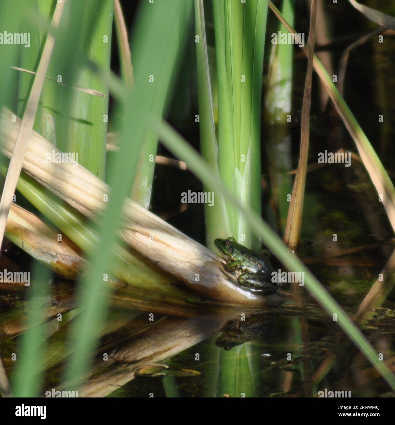 Grenouille de marais vert vif (Phlophylax ridibundus) dans son habitat à la réserve naturelle Top Hill Low, East Yorkshire, Angleterre Banque D'Images
