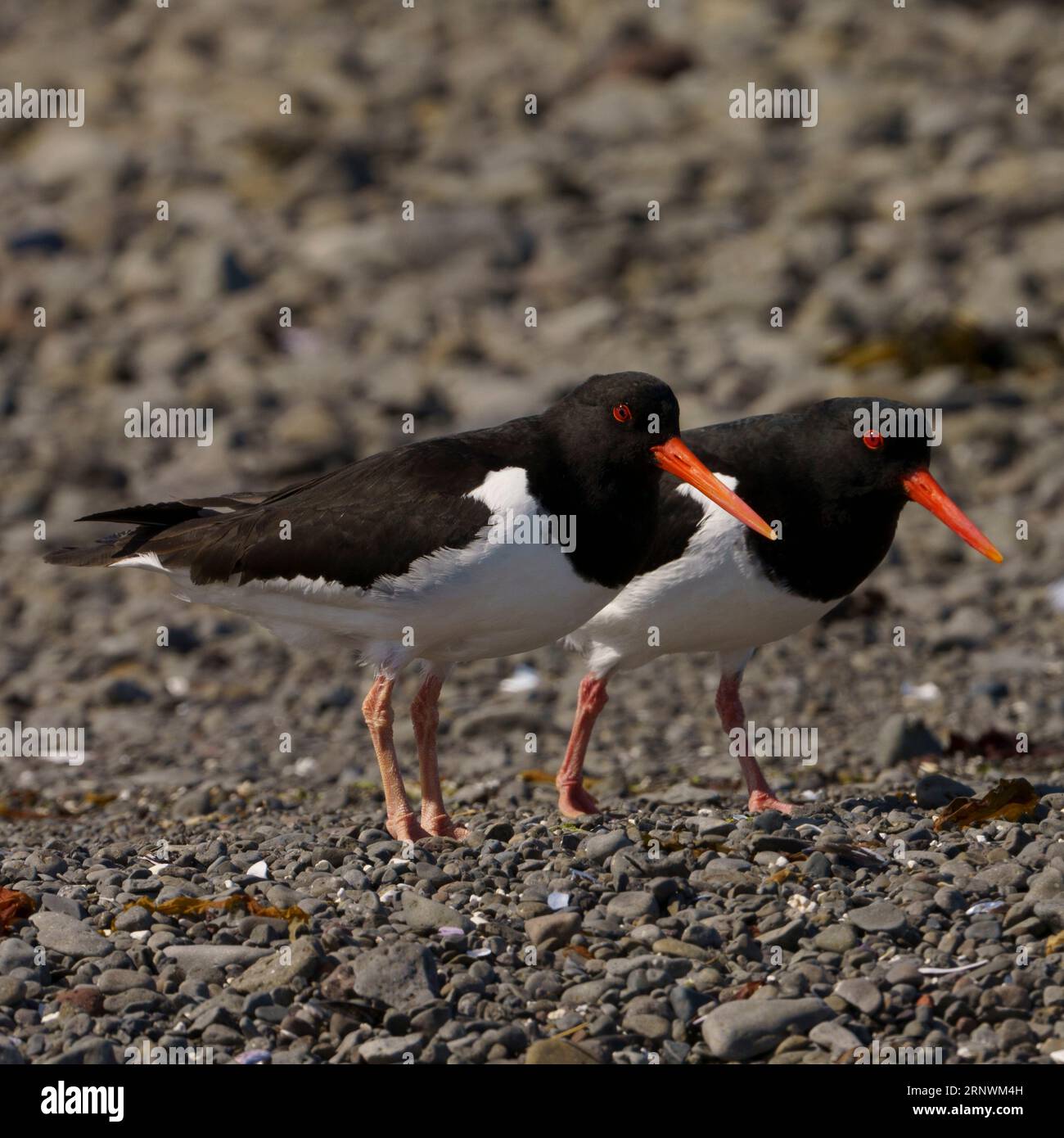 Haematopus ostralegus famille Haematopodidae genre Haematopus Oystercatcher eurasien photographie d'oiseaux sauvages de bord de mer, image, papier peint Banque D'Images