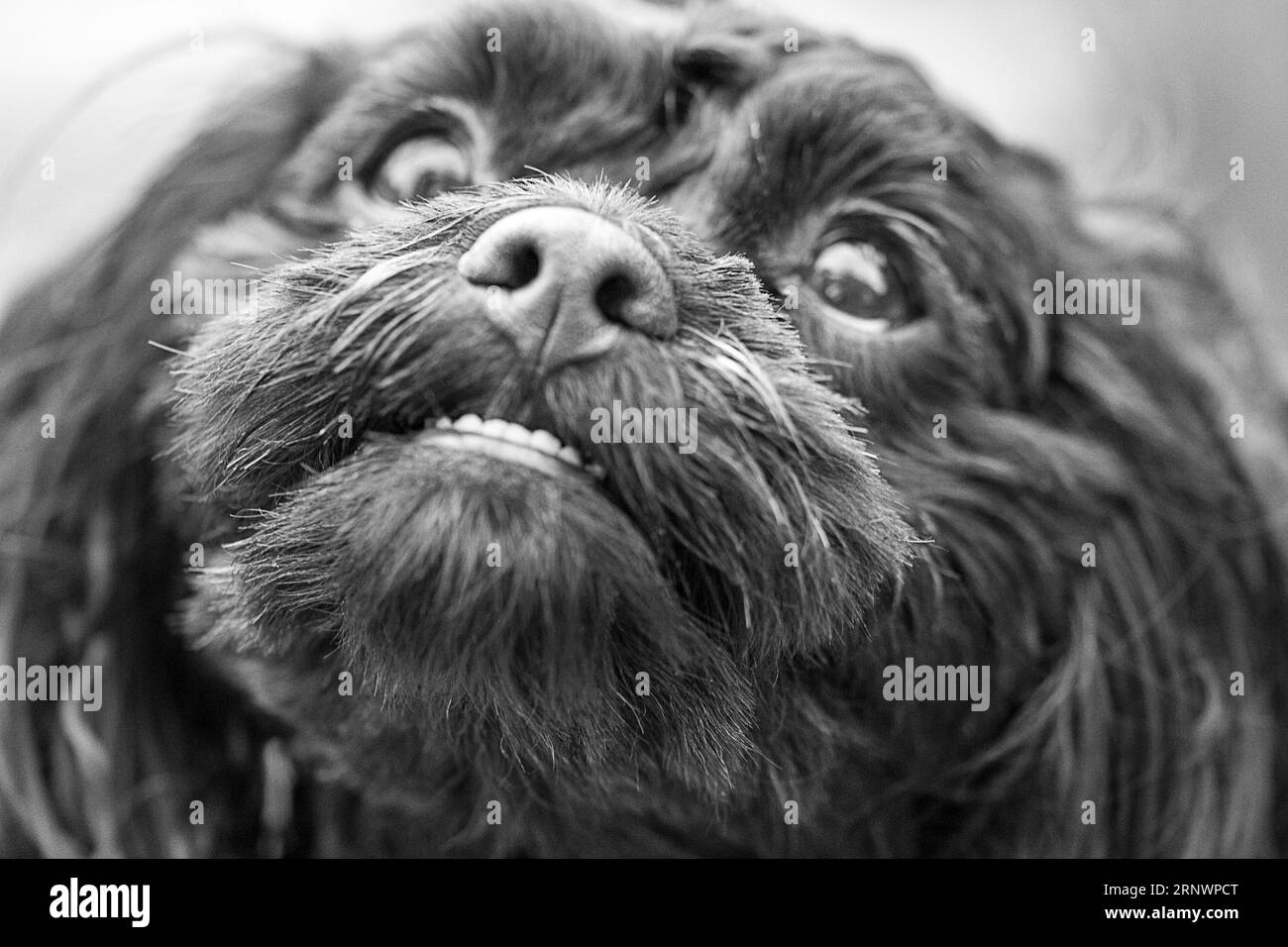 Mans meilleur ami Banque D'Images