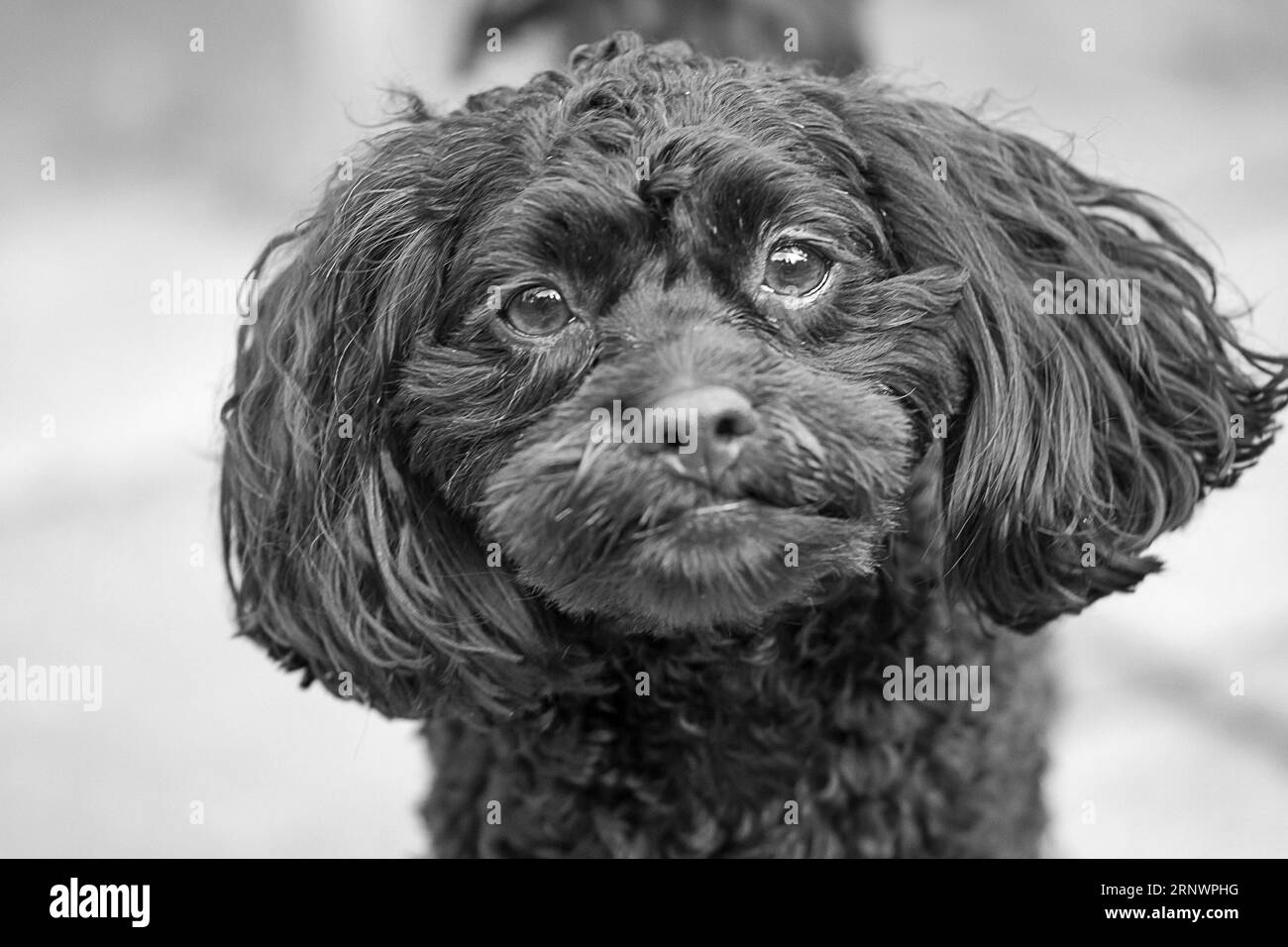 Mans meilleur ami Banque D'Images