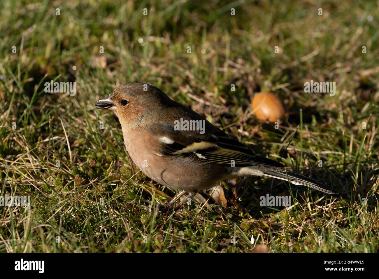 Fringilla coelebs famille Fringillidae Genre Fringilla chinchard commun mangeant des graines de sonflower dans une herbe, photo d'oiseau de la nature sauvage, photographie, wallpa Banque D'Images