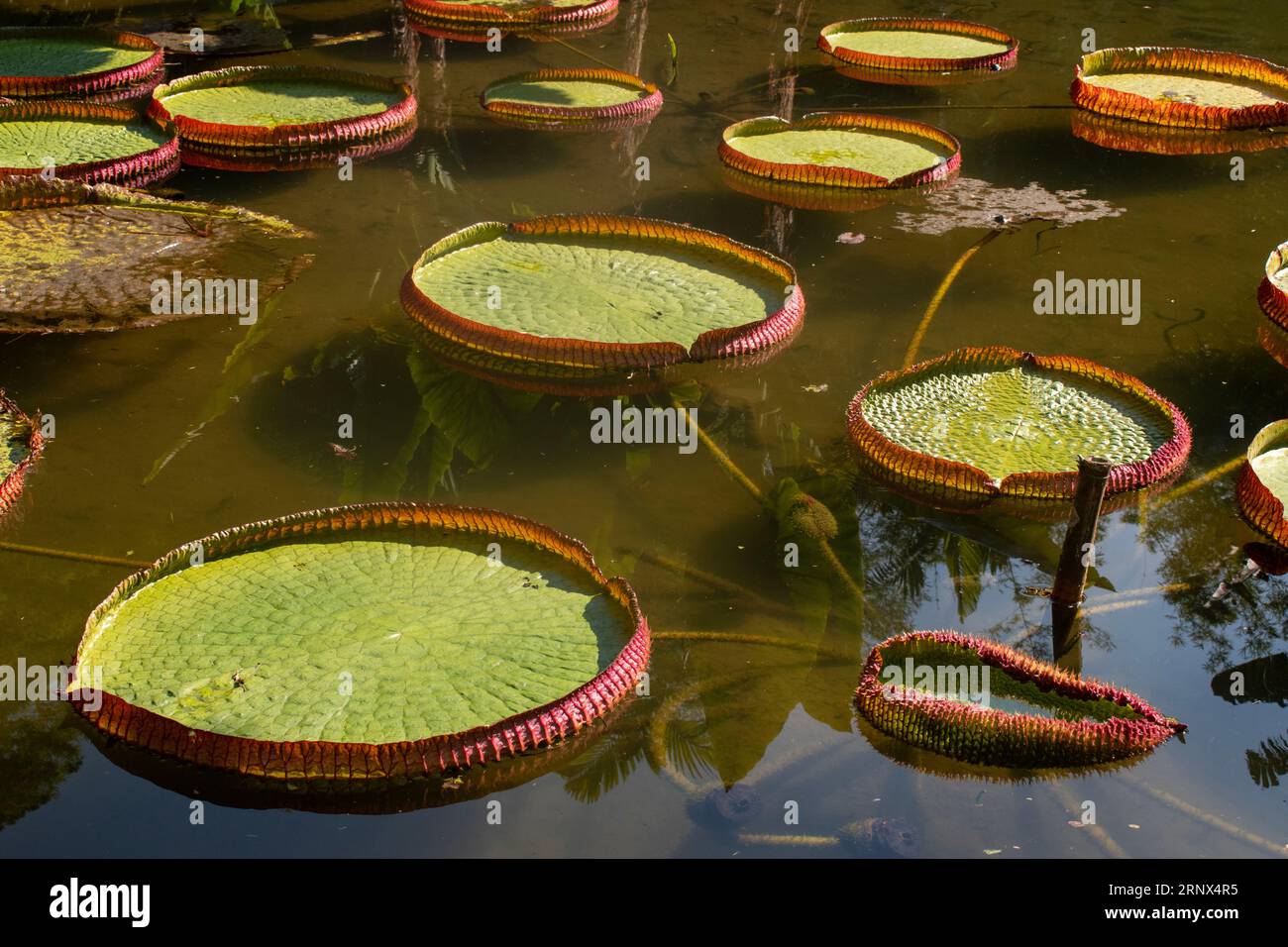 Jardin botanique de Rio de Janeiro, Brésil : vue sur Victoria amazonica (Victoria regia ou le nénuphère de Lilytrotter), plante géante en fleurs, nénuphar Banque D'Images