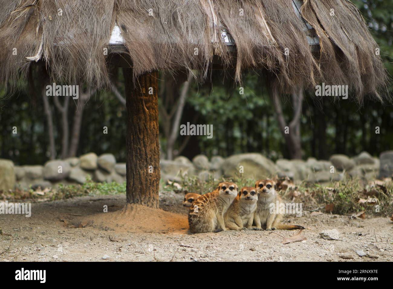 (180118) -- SHANGHAI, 18 janvier 2018 -- Meerkats assis sous une lampe chauffante dans le parc animalier de Shanghai dans l'est de la Chine, Shanghai, 18 janvier 2018. Des climatiseurs et des lampes de chauffage ont été installés pour aider les animaux tropicaux à passer l'hiver.) (lx) CHINA-WINTER-ANIMAL(CN) DuxXiaoyi PUBLICATIONxNOTxINxCHN Banque D'Images