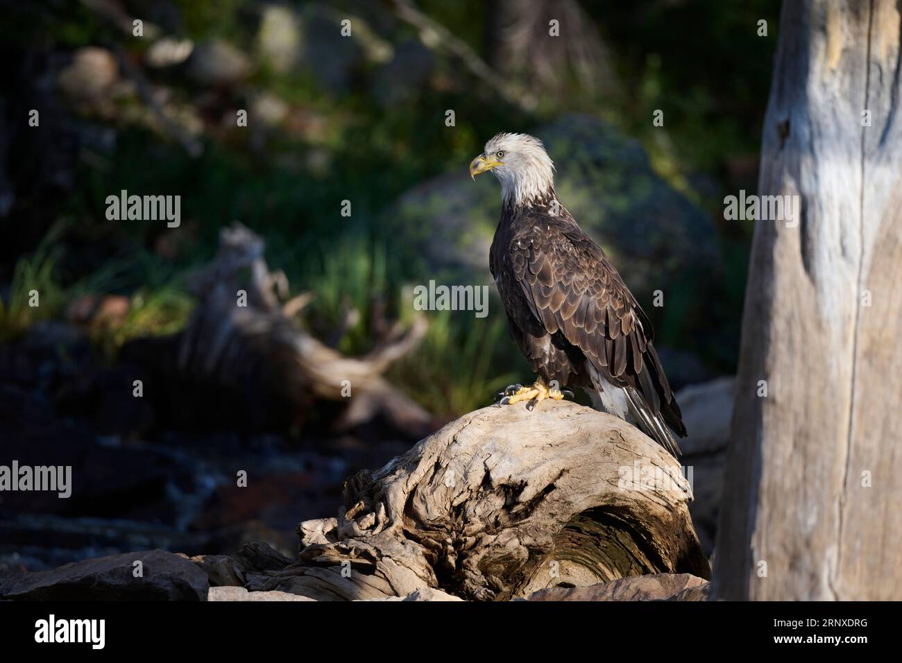 Aigle à tête blanche, Utah Banque D'Images