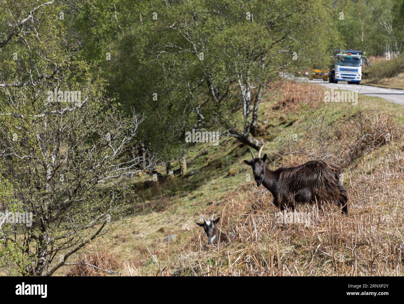 Chèvre de montagne écossaise sauvage et un enfant au bord d'une route dans les Highlands écossais Banque D'Images