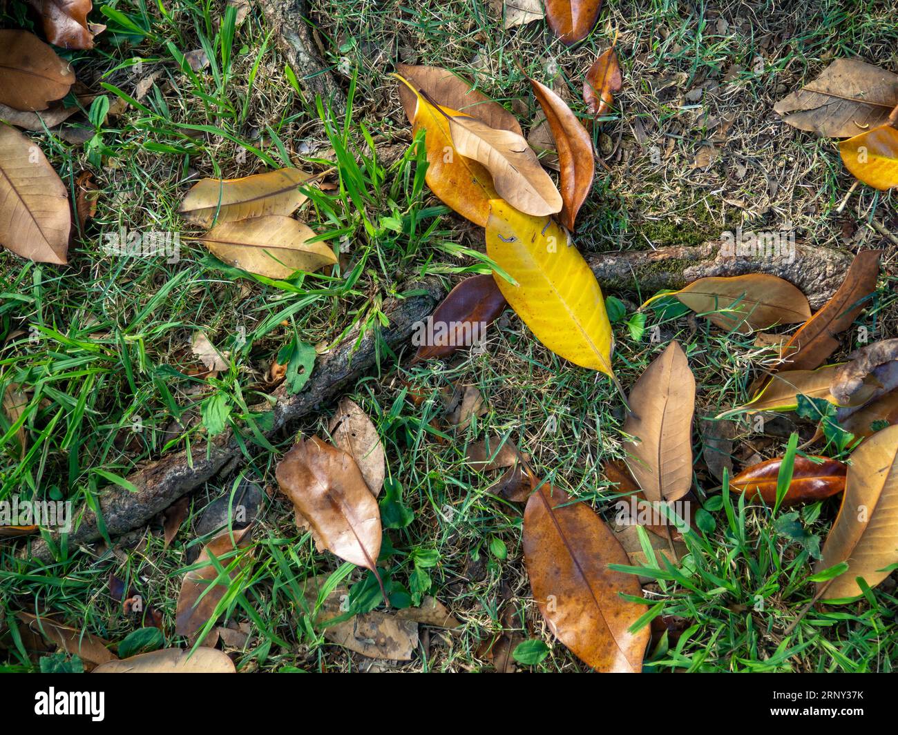 Photo de ce qui est sous vos pieds. Le concept de l'automne qui approche. Fond d'herbe, de sol et de feuilles. feuilles jaunes sur herbe verte Banque D'Images