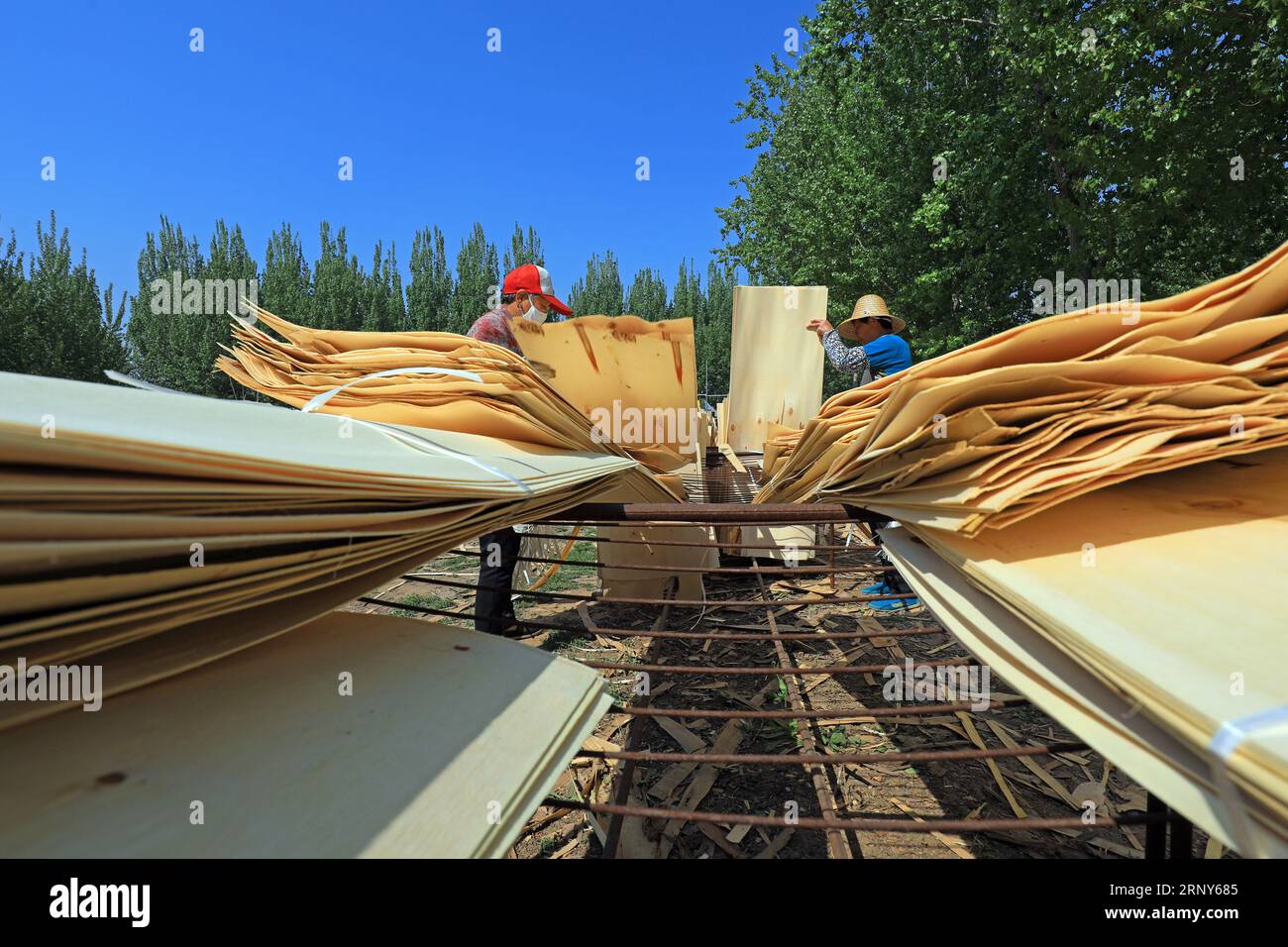 Les travailleurs travaillent dans une usine de transformation du bois. Banque D'Images