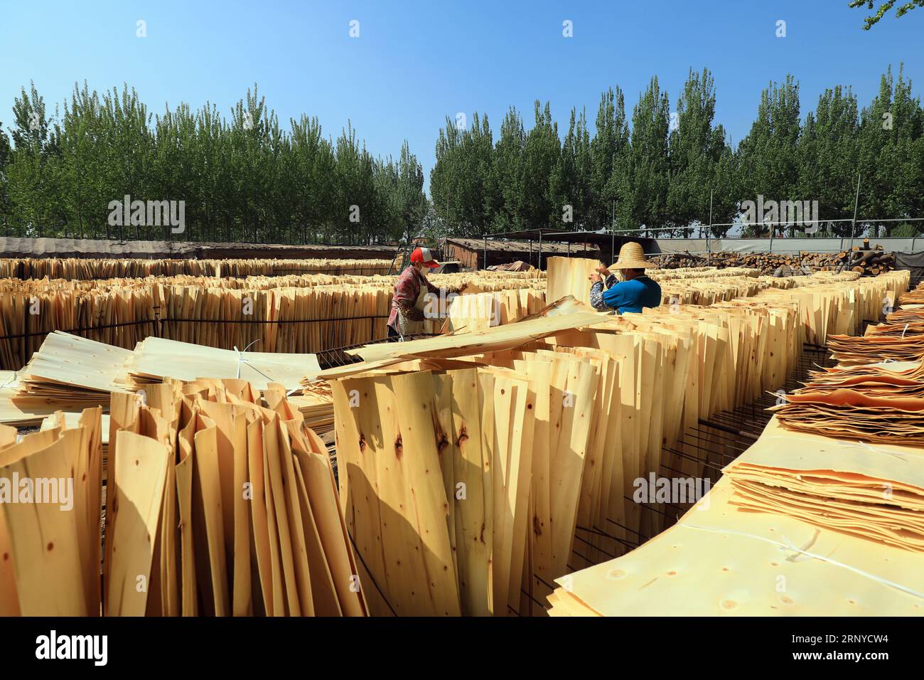 Les travailleurs travaillent dans une usine de transformation du bois. Banque D'Images