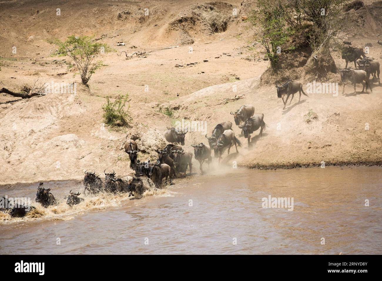 (180312) -- PÉKIN, 12 mars 2018 -- une photo prise le 28 août 2017 montre des wildebees traversant la rivière Mara dans la réserve nationale Maasai Mara, au Kenya. Le seul rhinocéros blanc mâle du nord au monde a lutté contre une maladie potentiellement mortelle. Le mammifère terrestre géant de 45 ans, affectueusement nommé Soudan, a été abrité à l’OL Pejeta Conservancy dans le comté de Laikipia, au nord du Kenya, et a récemment été aux prises avec une infection sur sa patte arrière droite, sapant sa capacité à errer et à fourrer. Il n'y a pas eu d'amélioration significative de la santé du Soudan et des médecins Banque D'Images