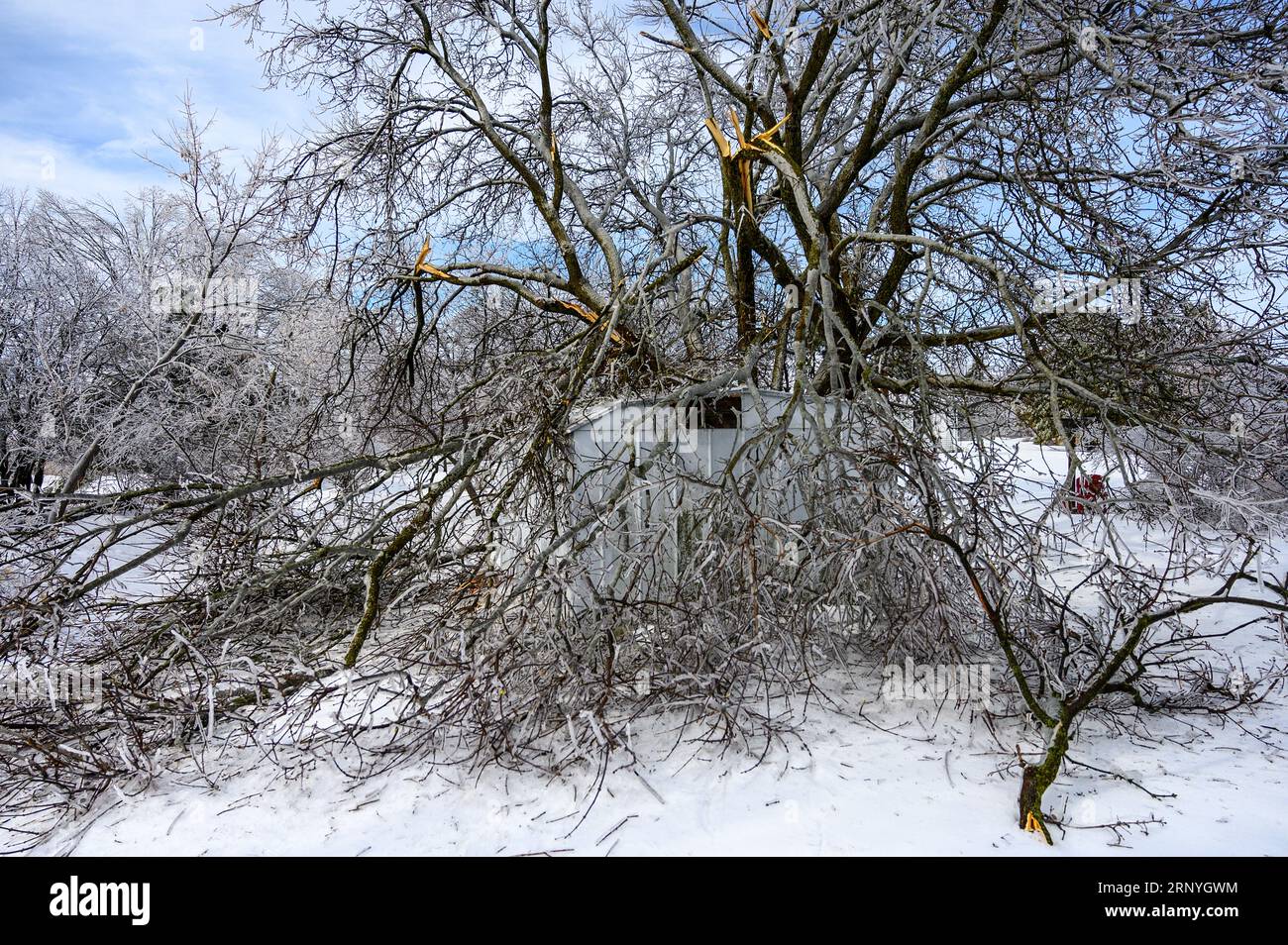 Le grand Maple Tree du Manitoba s'effondre sur le hangar du poids de la glace de la tempête de verglas. Banque D'Images