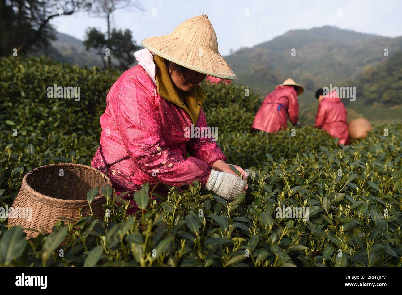 (180324) -- HANGZHOU, 24 mars 2018 -- des travailleurs ramassent des feuilles de thé dans un jardin de thé dans le village de Longjing de Hangzhou, capitale de la province du Zhejiang de l'est de la Chine, 24 mars 2018. Hangzhou est une région de production majeure du thé Longjing de la Chine. Le thé Longjing, également connu sous le nom de West Lake Dragon Well Tea, est une variété de thé vert de Hangzhou. Il est en tête de liste des dix thés les plus célèbres en Chine et se caractérise par sa couleur verte, arôme délicat, goût moelleux et belle forme.) (Zwx) CHINE-HANGZHOU-CUEILLETTE DE THÉ (CN) HanxChuanhao PUBLICATIONxNOTxINxCHN Banque D'Images