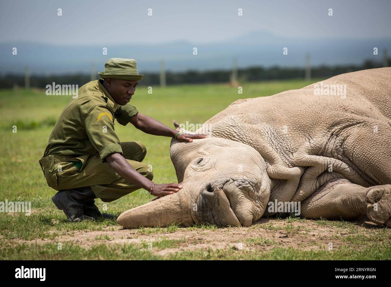 (180331) -- LAIKIPIA (KENYA), 31 mars 2018 -- Une gardienne touche Najin, l'une des deux dernières femmes rhinocéros blancs du Nord au monde, à OL Pejeta Conservancy, dans le comté de Laikipia, au nord du Kenya, le 30 mars 2018. Samedi, les responsables kényans de la protection de la faune et de la flore sauvages ont convergé à OL Pejeta Conservancy, dans le nord du Kenya, où a eu lieu un service commémoratif en l'honneur du seul rhinocéros blanc mâle du nord du dernier monde, affectueusement nommé Soudan. KENYA-LAIKIPIA-MÂLE TARDIF RHINO-SOUDAN-MEMORIAL SERVICE LYUXSHUAI PUBLICATIONXNOTXINXCHN Banque D'Images