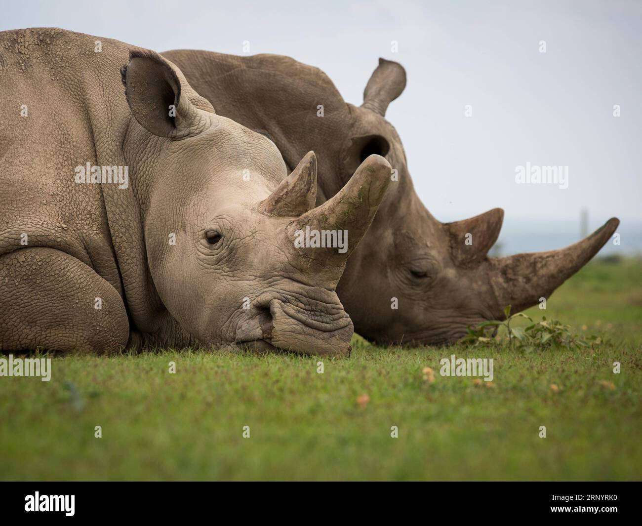 (180331) -- LAIKIPIA (KENYA), 31 mars 2018 -- une photo prise le 30 mars 2018 montre Fatu (L), l'une des deux dernières femelles restantes du rhinocéros blancs du Nord, dans la conservation OL Pejeta dans le comté de Laikipia, au nord du Kenya. Samedi, les responsables kényans de la protection de la faune et de la flore sauvages ont convergé à OL Pejeta Conservancy, dans le nord du Kenya, où a eu lieu un service commémoratif en l'honneur du seul rhinocéros blanc mâle du nord du dernier monde, affectueusement nommé Soudan. KENYA-LAIKIPIA-MÂLE TARDIF RHINO-SOUDAN-MEMORIAL SERVICE LYUXSHUAI PUBLICATIONXNOTXINXCHN Banque D'Images