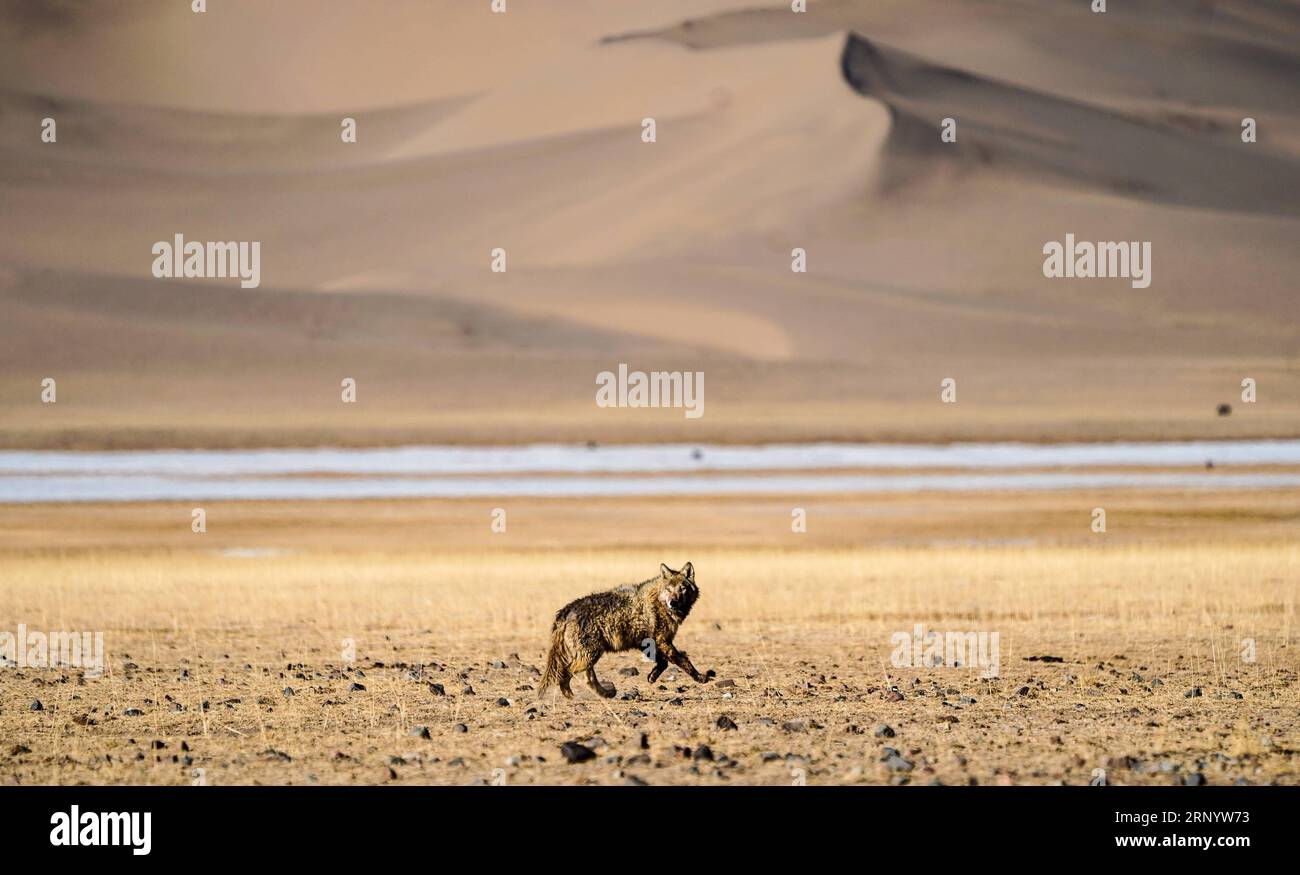 (180404) -- RUOQIANG, le 4 avril 2018 -- Un loup galope dans la réserve naturelle nationale des montagnes de l'Altun, dans la région autonome ouïgour du Xinjiang du nord-ouest de la Chine, le 2 avril 2018.) (lmm) CHINE-XINJIANG-ALTUN MONTAGNES-FAUNE-PAYSAGE (CN) JiangxWenyao PUBLICATIONxNOTxINxCHN Banque D'Images