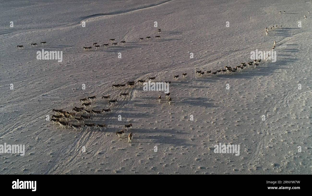 (180404) -- RUOQIANG, le 4 avril 2018 -- cette photo aérienne prise le 3 avril 2018 montre un troupeau de kiangs (Equus kiang) dans la réserve naturelle nationale des montagnes de l'Altun, dans la région autonome ouygur du Xinjiang du nord-ouest de la Chine. (lmm) CHINE-XINJIANG-ALTUN MONTAGNES-FAUNE-PAYSAGE (CN) JiangxWenyao PUBLICATIONxNOTxINxCHN Banque D'Images