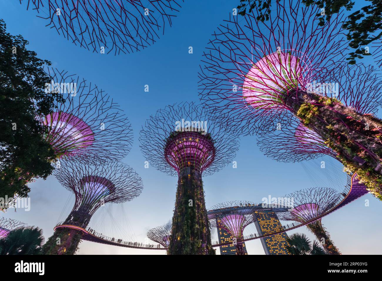 En regardant vers le haut la canopée de l'observatoire Supertree des Gardens by the Bay, les gens peuvent voir explorer autour de la canopée. Banque D'Images