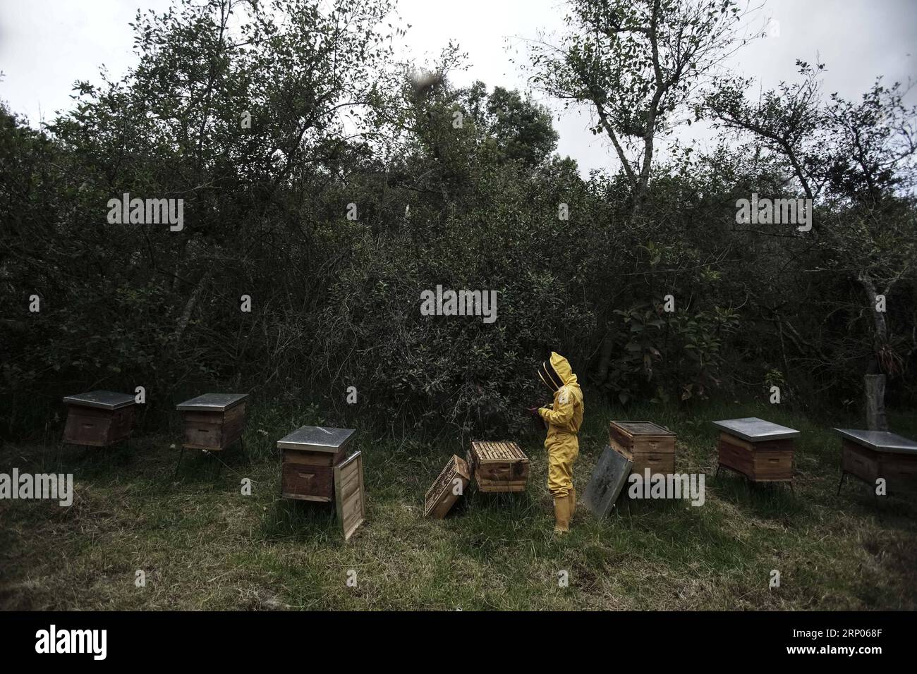 (180422) -- GUASCA, le 22 avril 2018 -- l'apiculteur Fabio Ruiz travaille dans la réserve naturelle Montiel de Guasca en Colombie, le 18 avril 2018. L'apiculteur Fabio Ruiz a souligné la réduction du nombre d'abeilles dans le monde, appelant à une culture de l'apiculture urbaine. (cr) (vf) COLOMBIE-GUASCA-APICULTURE-JOUR DE LA TERRE JHONxPAZ PUBLICATIONxNOTxINxCHN Banque D'Images