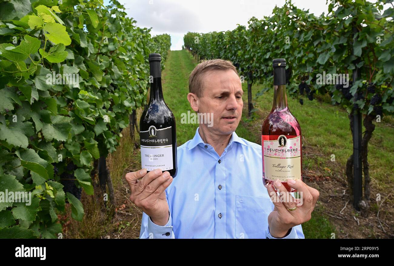 Schwaigern, Allemagne. 31 août 2023. Deux bouteilles de vin consignées de 0,75 litres de la coopérative des vignerons Heuchelberger Weingärtner sont détenues dans un vignoble par le directeur général de la coopérative, Werner Bender. Avec la nouvelle bouteille, le système consigné sera également introduit pour les bouteilles de vin de 0,75 litres. (À dpa: "La coopérative veut établir une bouteille de consigne de vin de 0,75 litres") crédit : Bernd Weißbrod/dpa/Alamy Live News Banque D'Images
