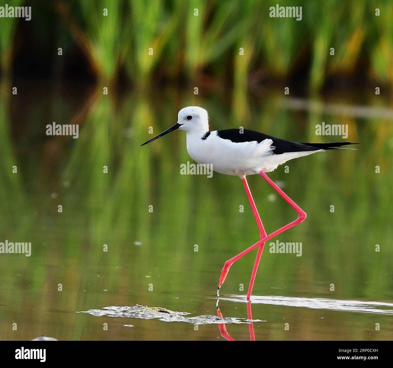 (180507) -- FUZHOU, le 7 mai 2018 -- Une échoppe à ailes noires fourre sur le banc près de la ville d'Anhai de la ville de Jinjiang, dans le sud-est de la Chine, province du Fujian, le 5 mai 2018.) (Zyd) CHINA-FUJIAN-STILTS (CN) MeixYongcun PUBLICATIONxNOTxINxCHN Banque D'Images