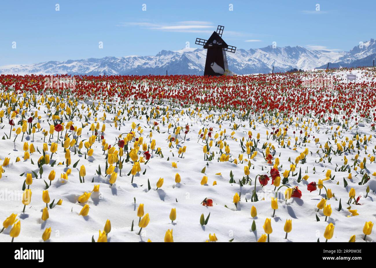 (180526) -- QITAI, 26 mai 2018 -- une photo prise le 25 mai 2018 montre des tulipes dans la neige au paysage du Jiangbulake, dans le comté de Qitai, dans le nord-ouest de la Chine, dans la région autonome ouïghoure du Xinjiang, le 25 mai 2018. Une chute de neige a frappé le comté de Qitai le 24 mai. ) (Yxb) CHINE-XINJIANG-JIANGBULAKE SCENIC SPOT-TULIPES (CN) GaoxJing PUBLICATIONxNOTxINxCHN Banque D'Images