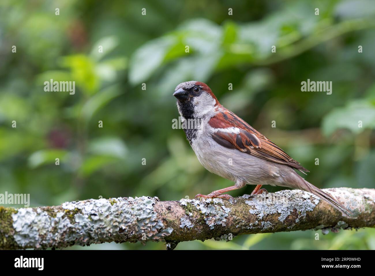 Moineau de maison [ passer domesticus ] oiseau mâle sur bâton couvert de lichen Banque D'Images