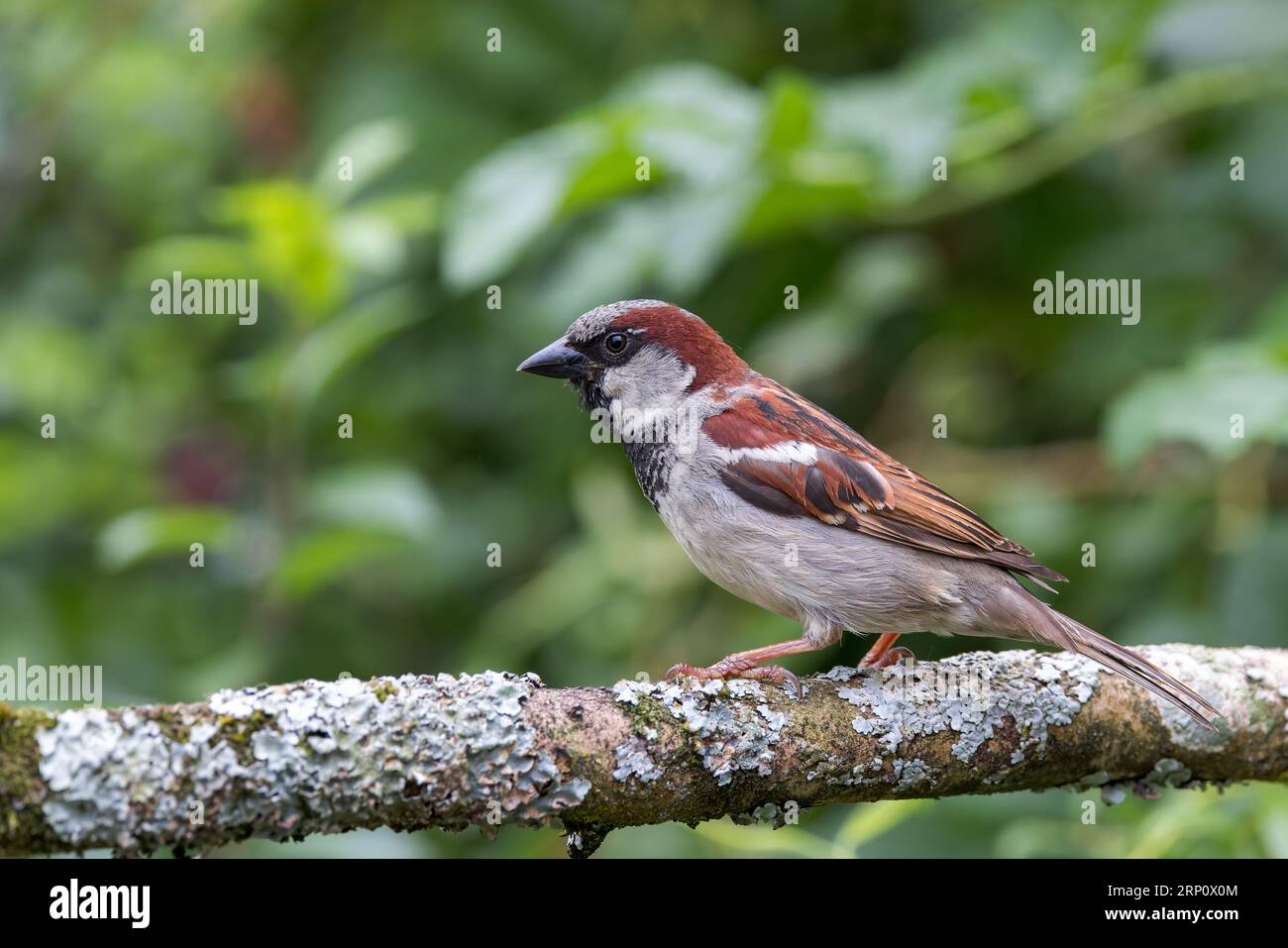 Moineau de maison [ passer domesticus ] oiseau mâle sur bâton couvert de lichen Banque D'Images