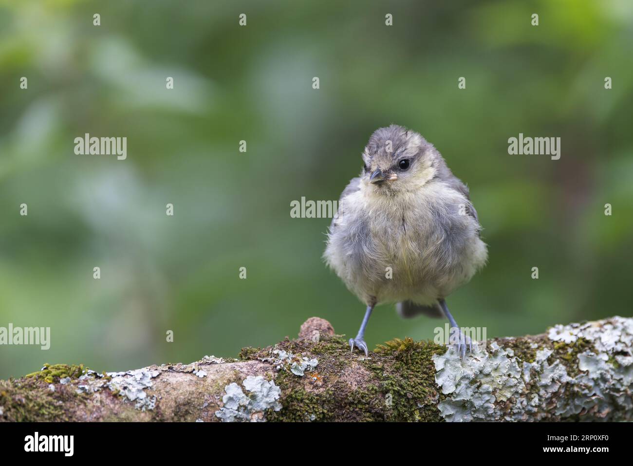 Blue tit [Cyanistes caeruleus] oiseau juvénile sur bâton couvert de lichen Banque D'Images