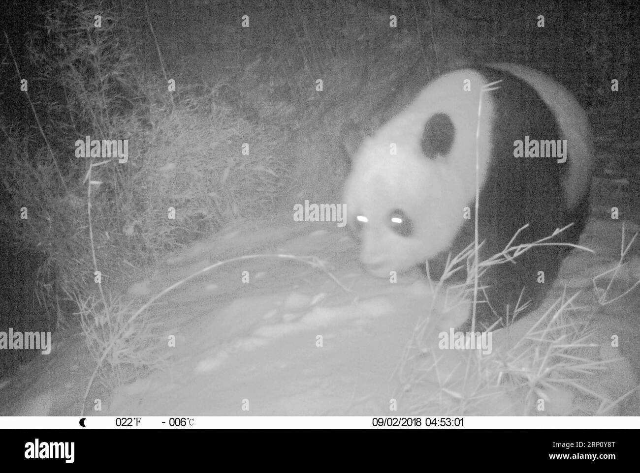 (180530) -- LONGNAN, 30 mai 2018 -- une photo prise le 9 février 2018 par une caméra infrarouge montre un panda géant sauvage dans la réserve naturelle nationale de Baishuijiang, dans la province du Gansu du nord-ouest de la Chine. Réserve naturelle nationale de Baishuijiang) (mcg) CHINE-GANSU-LONGNAN-PANDA GÉANT SAUVAGE (CN) FanxPeishen PUBLICATIONxNOTxINxCHN Banque D'Images