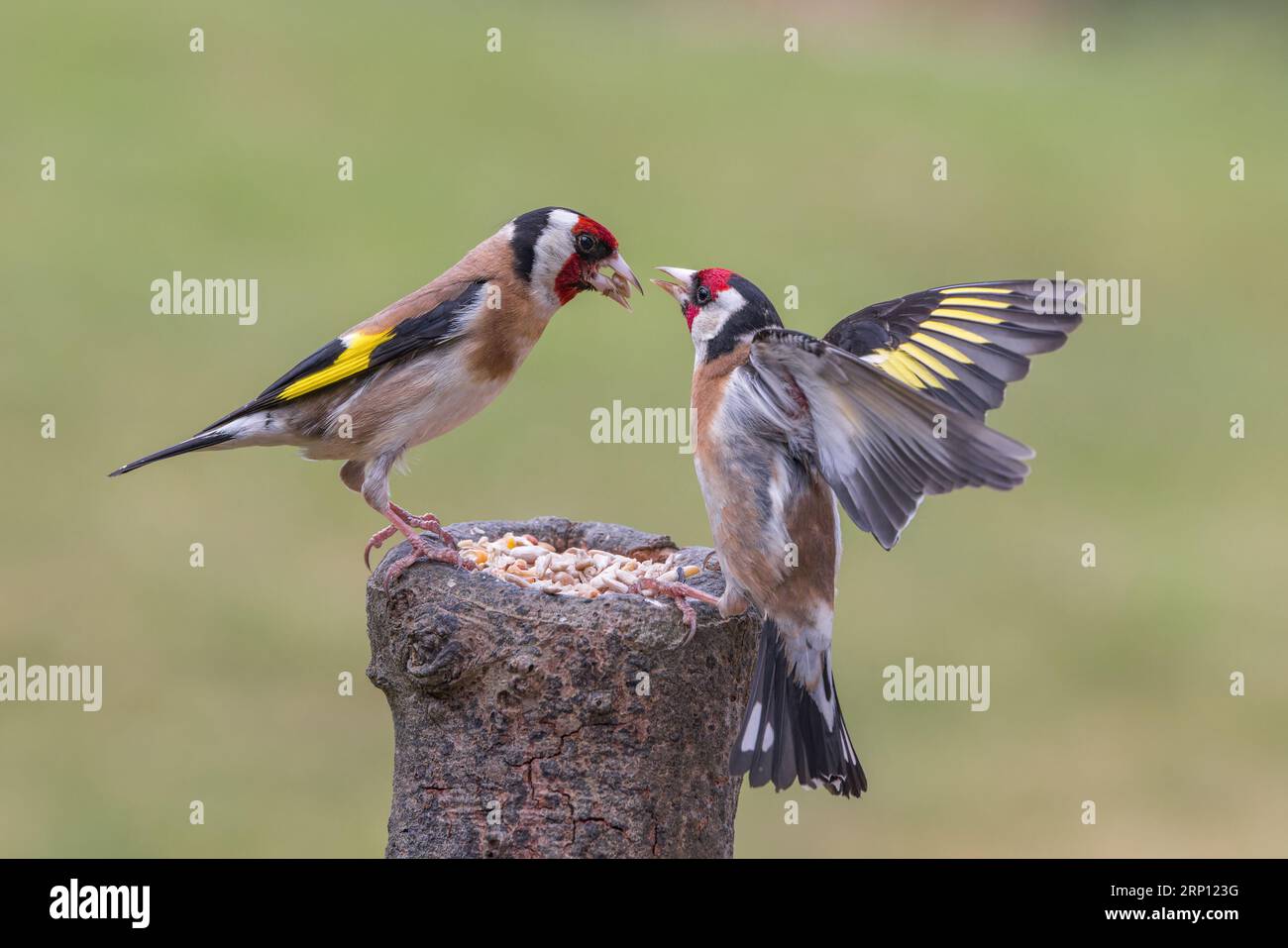 Golfinch européen [ Carduelis carduelis ] oiseaux adultes se battant en position d'alimentation sur souche appâtée Banque D'Images