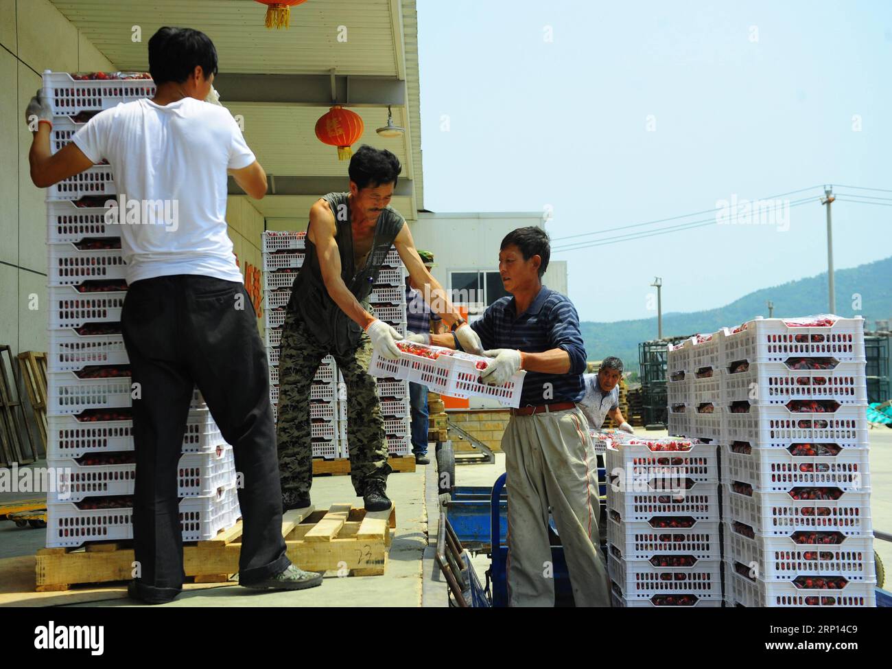 (180608) -- YANTAI, 8 juin 2018 -- des membres du personnel déchargent des cerises dans une entreprise de logistique fruitière dans la ville de Zhanggezhuang à Yantai, province du Shandong dans l'est de la Chine, le 7 juin 2018. La plantation de cerisiers à Zhanggezhuang a atteint 1 333 hectares en 2017. Le revenu disponible par habitant des agriculteurs locaux a dépassé 3 100 dollars américains. )(mcg) CHINE-SHANDONG-YANTAI-PLANTATION DE CERISES (CN) RenxPengfei PUBLICATIONxNOTxINxCHN Banque D'Images