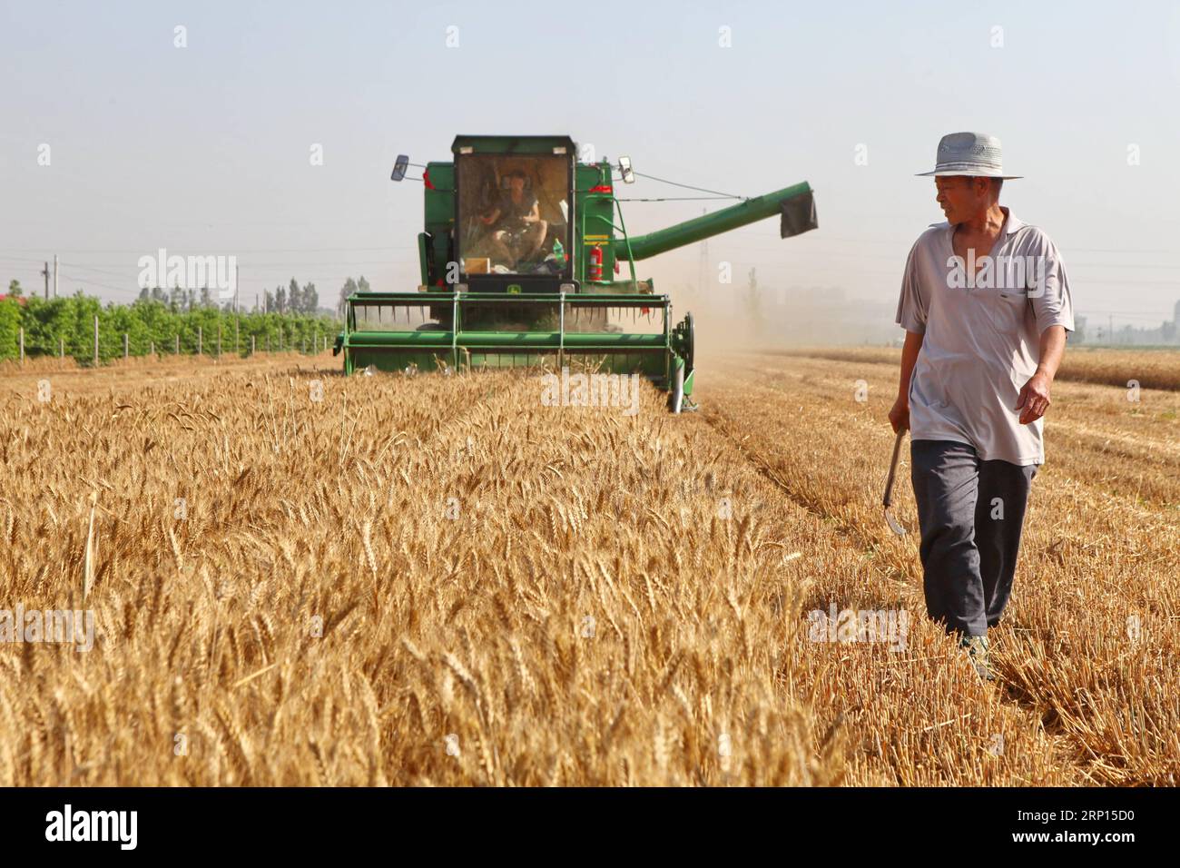 (180610) -- SHIJIAZHUANG, le 10 juin 2018 -- les agriculteurs récoltent du blé dans le comté de Linzhang, dans la province du Hebei du nord de la Chine, le 10 juin 2018. Plus de 1,1 millions de machines agricoles ont été utilisées dans les activités de récolte et de semis au Hebei. (wyl) CHINE-HEBEI-SHIJIAZHUANG-RÉCOLTE DE BLÉ (CN) MuxYu PUBLICATIONxNOTxINxCHN Banque D'Images