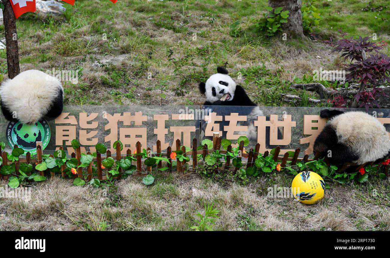 (180614) -- CHENGDU, 14 juin 2018 -- des pandas géants de moins d'un an participent à une fête sur le thème du football à la base de Shenshuping du centre de recherche et de protection des pandas géants Wolong dans la province du Sichuan du sud-ouest de la Chine, le 10 juin 2018.) (wsw) CHINE-SICHUAN-FOOTBALL-PANDAS GÉANTS (CN) ZhangxChaoqun PUBLICATIONxNOTxINxCHN Banque D'Images