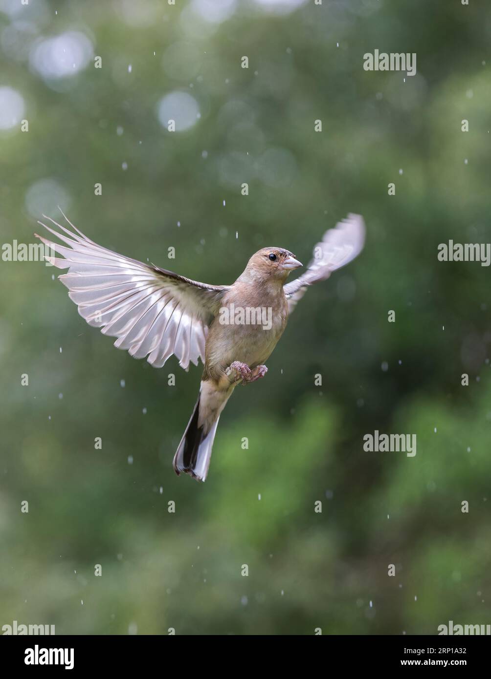Chaffinch eurasien [ Fringilla coelebs ] oiseau femelle en vol sous la pluie avec des reflets de bokeh hors foyer en arrière-plan Banque D'Images