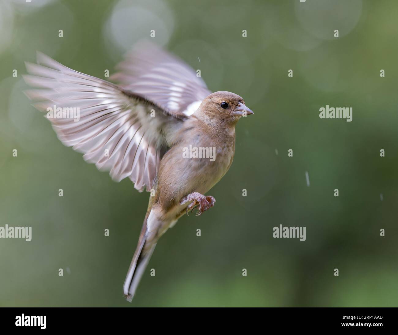 Chaffinch eurasien [ Fringilla coelebs ] oiseau femelle en vol avec des reflets de bokeh hors foyer en arrière-plan Banque D'Images