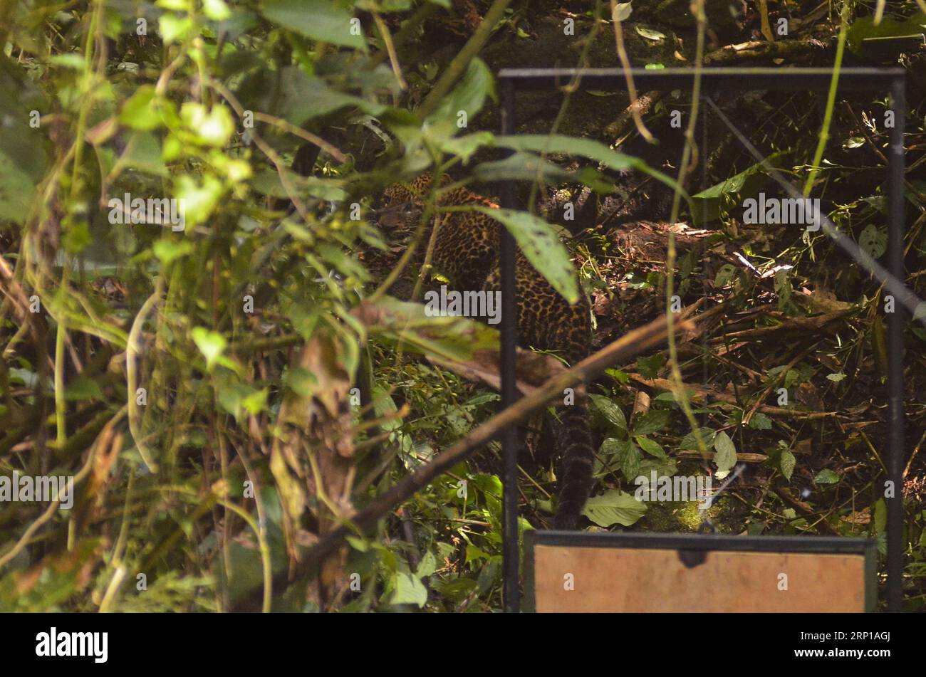 (180621) -- BANDUNG, le 21 juin 2018 -- Un léopard mâle (panthera pardus melas) retourne dans son habitat naturel à Bandung, en Indonésie, le 21 juin 2018. Le léopard, sauvé par l'Agence de conservation des ressources naturelles après qu'il ait été piégé dans un village de Pengalengan, a été remis en liberté dans son habitat naturel jeudi. (hy) INDONÉSIE-BANDUNG-LEOPARD-RETOUR À LA NATURE Septianjar PUBLICATIONxNOTxINxCHN Banque D'Images