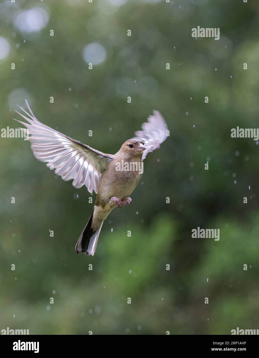 Chaffinch eurasien [ Fringilla coelebs ] oiseau femelle en vol sous la pluie avec des reflets de bokeh hors foyer en arrière-plan Banque D'Images