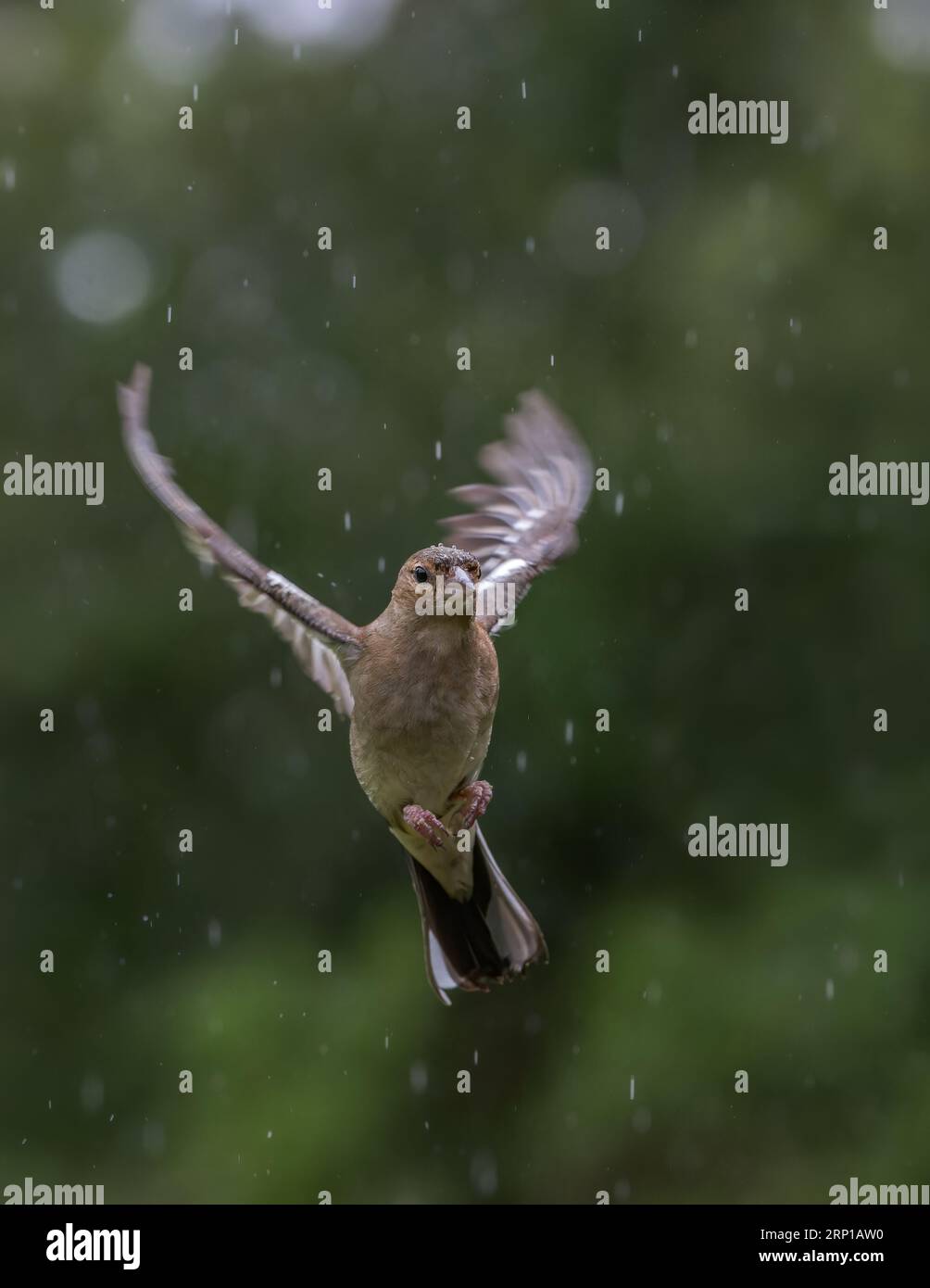 Chaffinch eurasien [ Fringilla coelebs ] oiseau femelle en vol sous la pluie avec des reflets de bokeh hors foyer en arrière-plan Banque D'Images