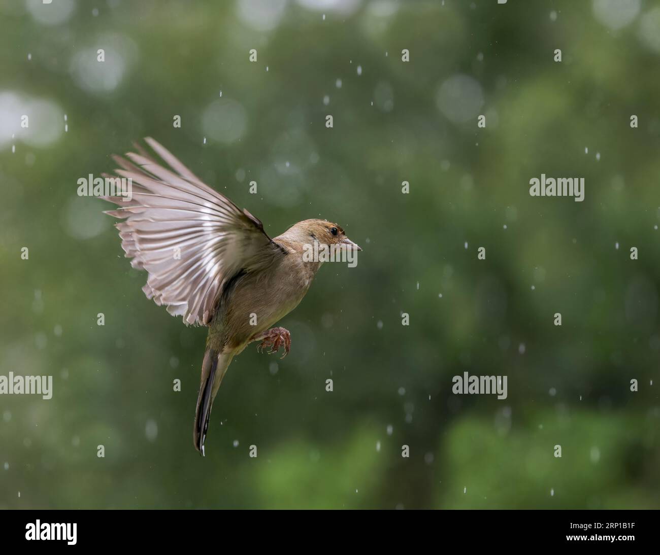 Chaffinch eurasien [ Fringilla coelebs ] oiseau femelle en vol sous la pluie avec des reflets de bokeh hors foyer en arrière-plan Banque D'Images